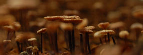 Bokeh Mushrooms